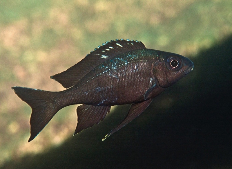 Ophthalmotilapia boops 'Izinga Island'